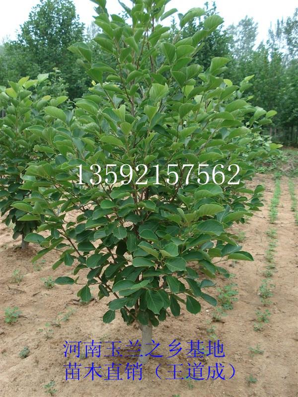 供應(yīng)巨紫荊10公分
