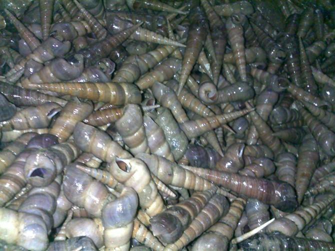 供應(yīng)常年尖螺批發(fā)