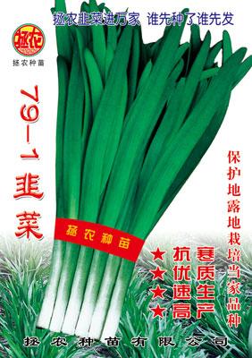 791韭菜圖片