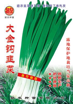 大金鉤韭菜圖片