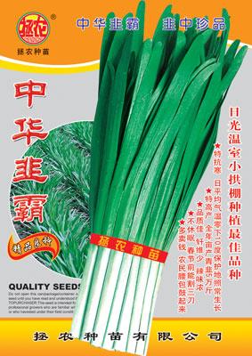 中華韭霸圖片