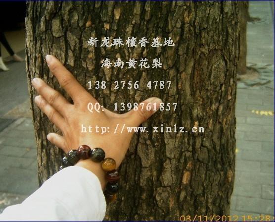 供應(yīng)海南黃花梨種子  老樹(shù)干種