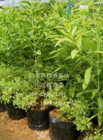 廣東印度檀香種子，廣東印度檀香種子批發(fā)，檀香種子價(jià)格