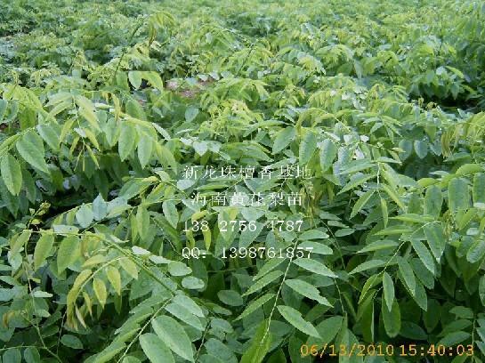 供應(yīng)黃花梨種子 /降香黃檀/黃花梨種子批發(fā)/廣西黃花梨