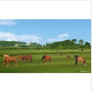 武漢木蘭草原一日游 木蘭草原一日游  活動特價88元/人木蘭草原程杰