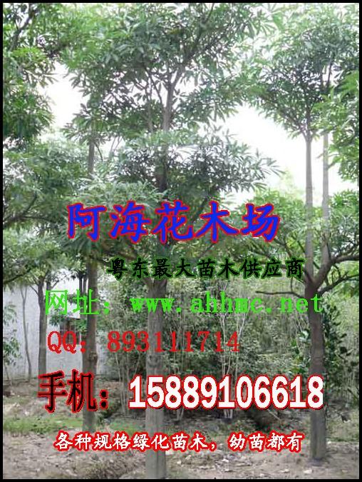 盆架子15-18CM,鳳凰木12-18CM