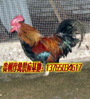 供應土雞養(yǎng)殖，土雞苗批發(fā)，土雞脫溫雞