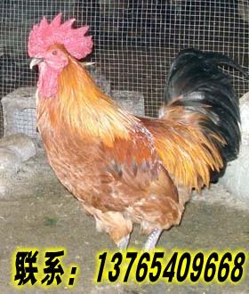 供應(yīng)土雞，土雞營(yíng)養(yǎng)價(jià)值，土雞怎么養(yǎng)殖