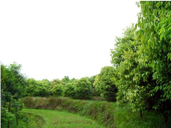 供應(yīng)香樟小苗5萬(wàn)株米徑3到15公分價(jià)格