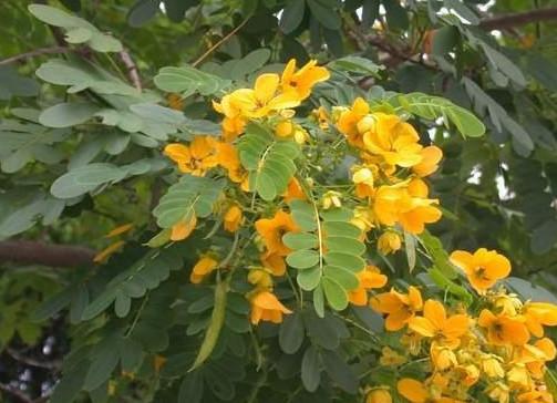 供應(yīng)上雷黃槐小苗大樹