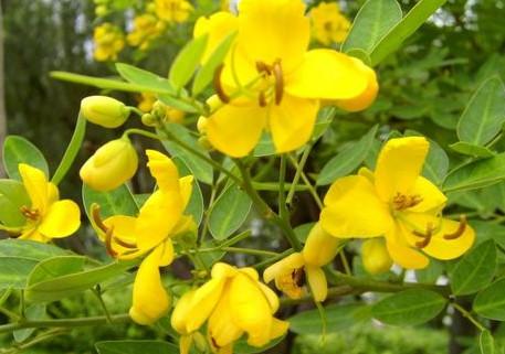 供應(yīng)上雷黃槐小苗大樹