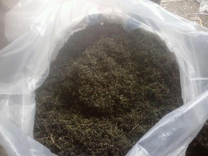 小游優(yōu)質(zhì)絞股藍(lán)供應(yīng)圖片