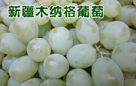 供應新疆葡萄龍華總經(jīng)銷商