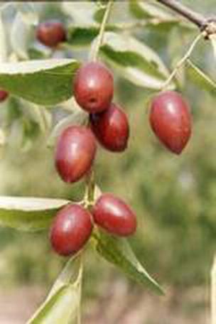 供應(yīng)烏孫鮮新疆雞心棗供應(yīng)商