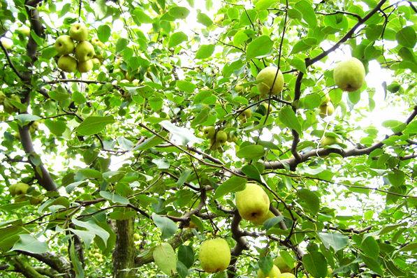 供應(yīng)香梨的產(chǎn)地