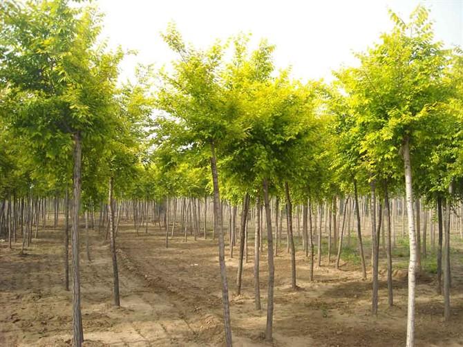 供應現(xiàn)*熱銷金葉榆中華金葉榆