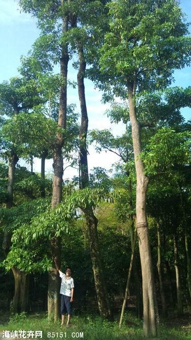 加拿利海棗/加拿利海棗樹報價/加拿利海棗電話