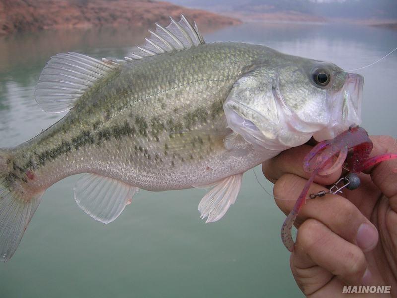 大量供應(yīng)優(yōu)質(zhì)*武昌魚團頭魴鳊魚苗