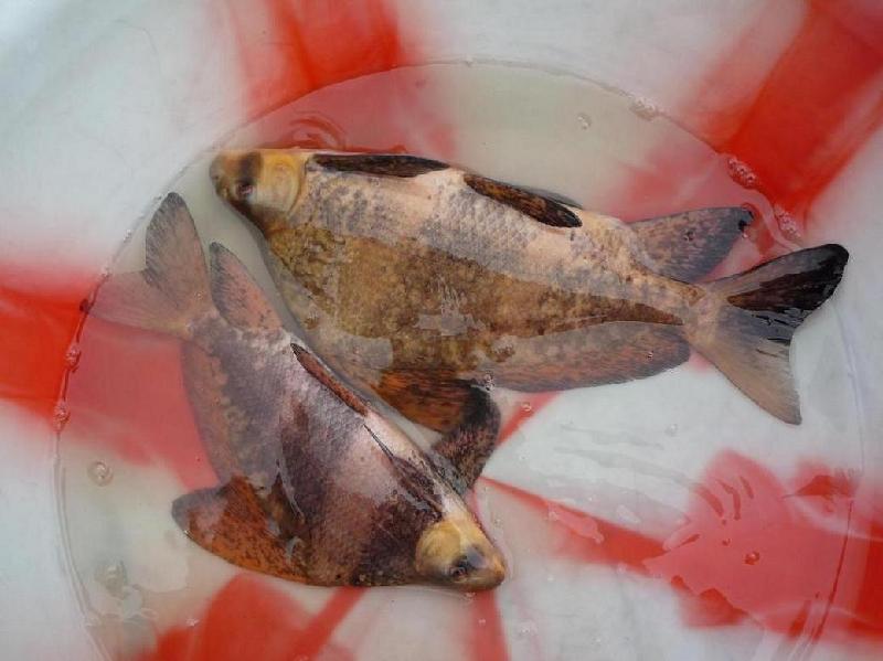 中華胭脂魚苗批發(fā)商圖片/中華胭脂魚苗批發(fā)商樣板圖 (2)