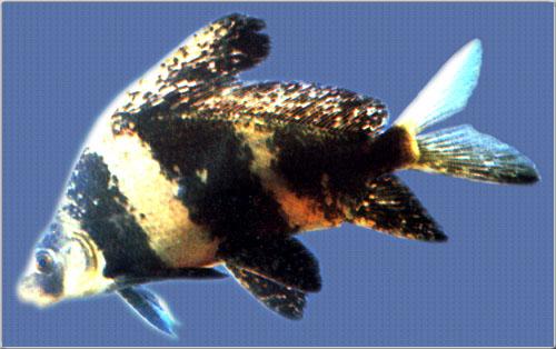 供應(yīng)四川中華胭脂魚苗廠家，四川中華胭脂魚苗廠家價(jià)格，四川中華胭脂魚苗