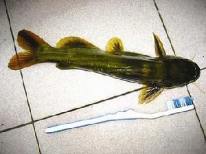 大量供應(yīng)優(yōu)質(zhì)*黃拉丁水花