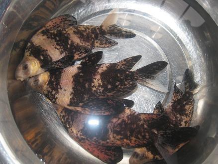 供應(yīng)四川中華胭脂魚苗廠家，四川中華胭脂魚苗廠家價(jià)格，四川中華胭脂魚苗