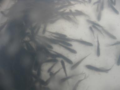 黑鯉規(guī)格苗圖片