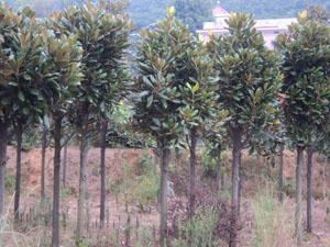 广玉兰苗圃供应广玉兰苗圃，广玉兰苗圃苗价格，广玉兰苗圃大树，供应湖南广玉兰