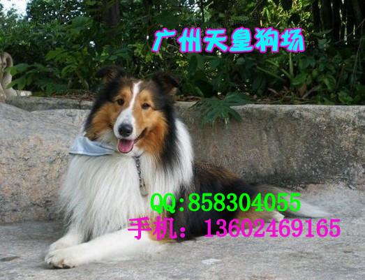 广州市苏牧犬厂家