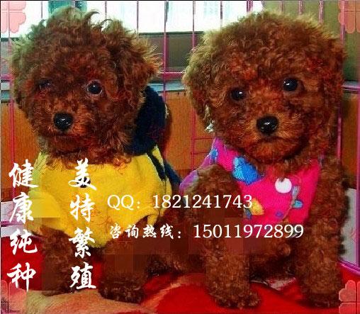 广州市广州那有卖宠物狗泰迪熊幼犬厂家