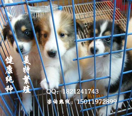 广州苏牧多少钱 广州苏牧价格多少 广州哪里有卖苏牧犬