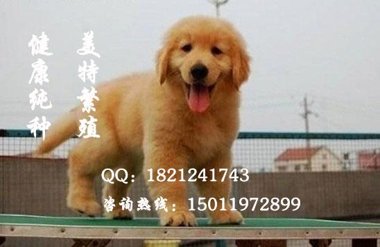 广州金毛犬广州金毛犬价格广州金毛犬价格