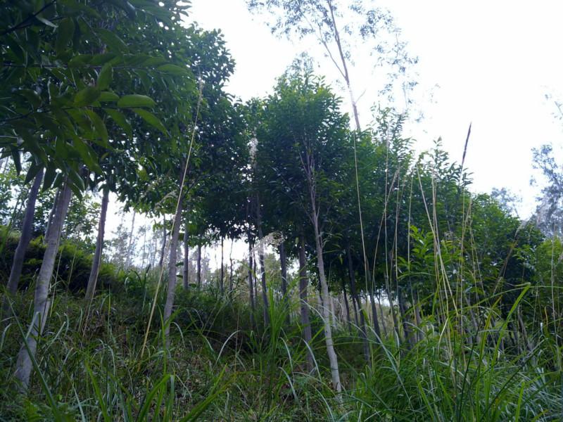 供應植物黃金土沉香樹