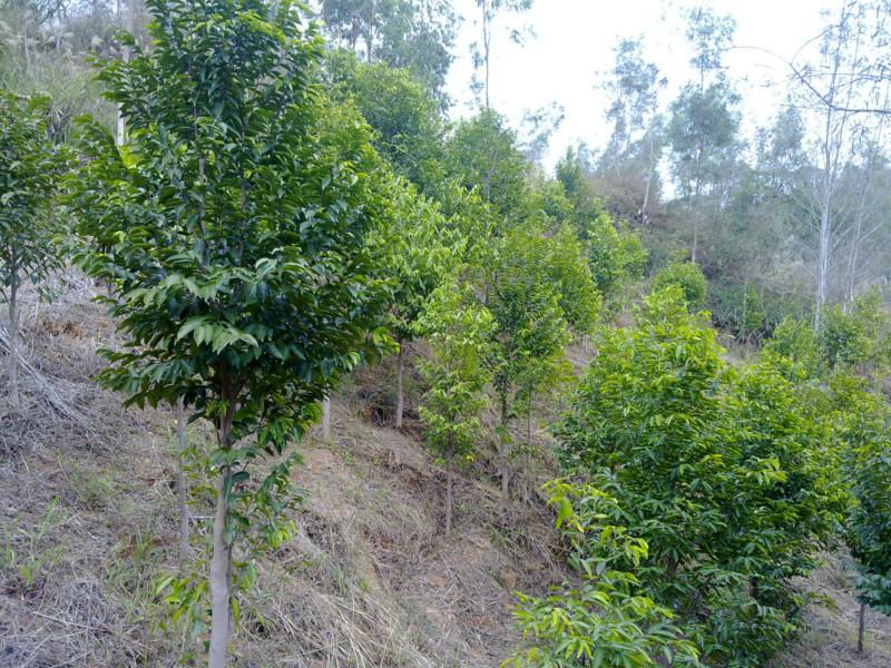 供應(yīng)海南沉香報價