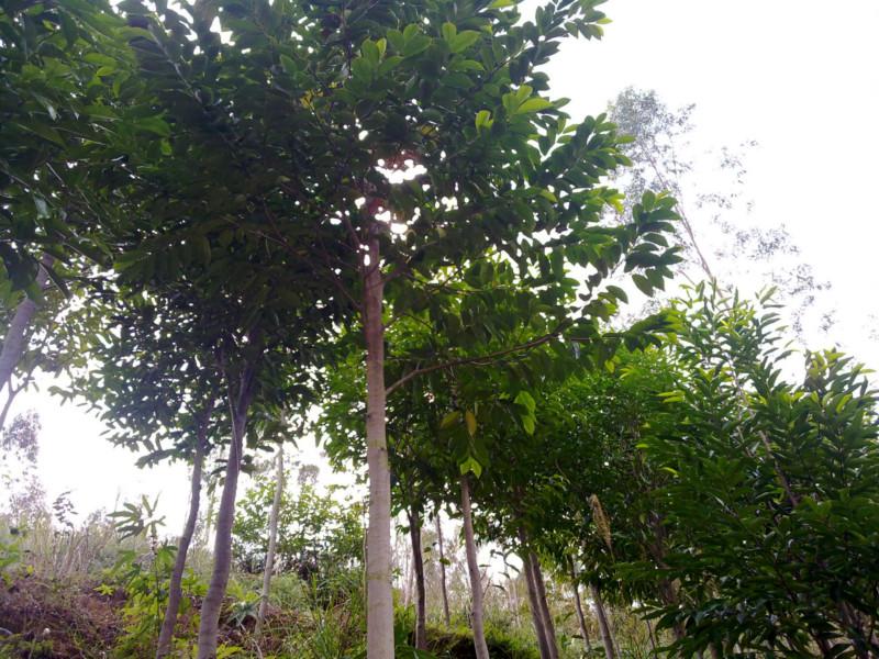 供應植物黃金土沉香樹