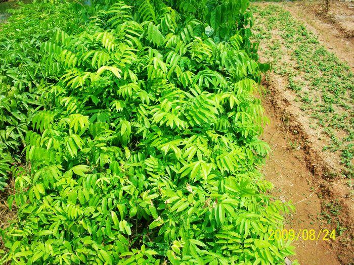 供應(yīng)廣州人面子報(bào)價(jià)廣州欖園苗圃（綠化種苗生產(chǎn)基地)