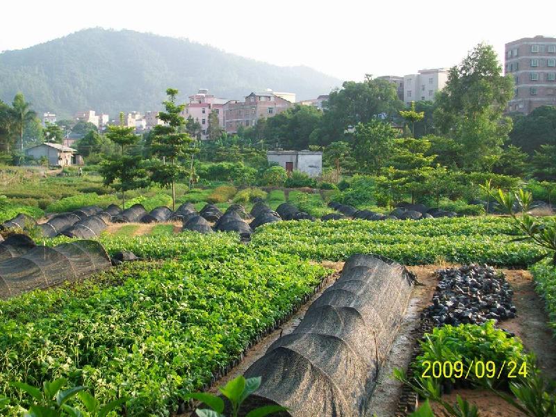 廣州最優(yōu)質(zhì)的無憂樹苗圖片