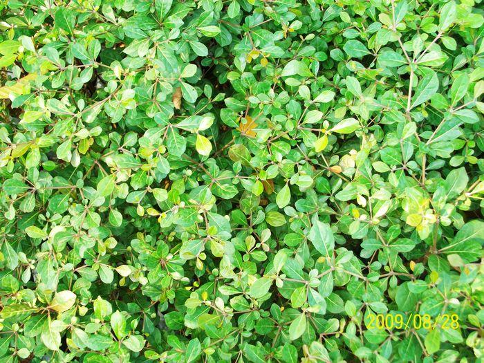 供應(yīng)廣州哪里有細(xì)葉欖仁種植廣州綠化種苗基地