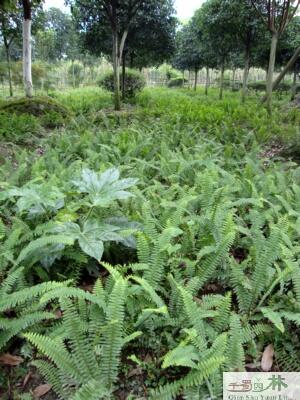 成都市成都肾蕨供蜈蚣草排骨草成都肾蕨苗厂家