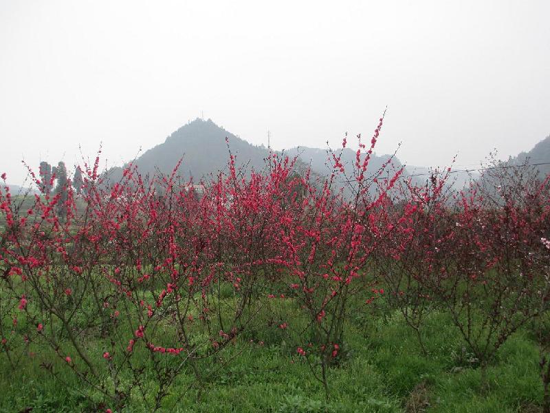 供应金叶女贞基地