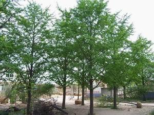供應(yīng)紅繼木基地