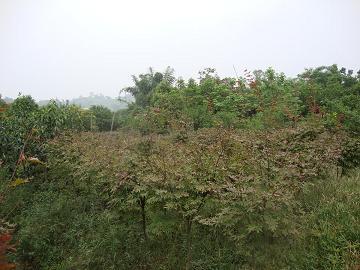 供應(yīng)重慶海桐球基地