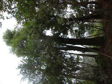 供應(yīng)重慶海桐球基地