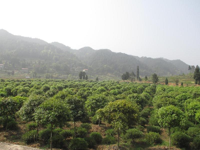 供應(yīng)重慶苗木基地出售重陽木