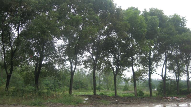 全國(guó)最大香樟苗木基地圖片
