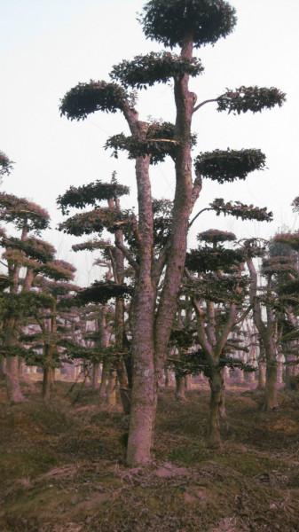 苗圃香樟欒樹廣玉蘭枇杷苗木圖片