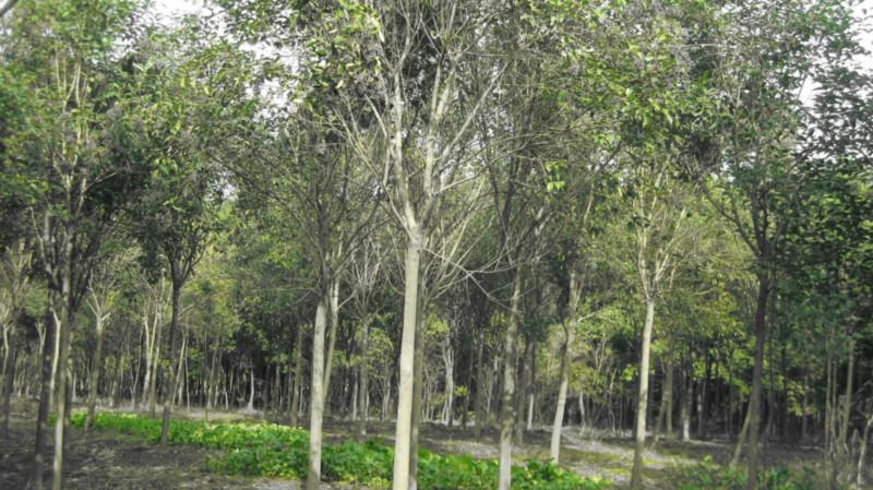 全國(guó)最大枇杷苗木基地圖片