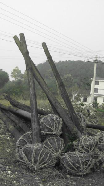 香樟苗木基地圖片