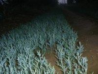 山西低價蘋果基地圖片