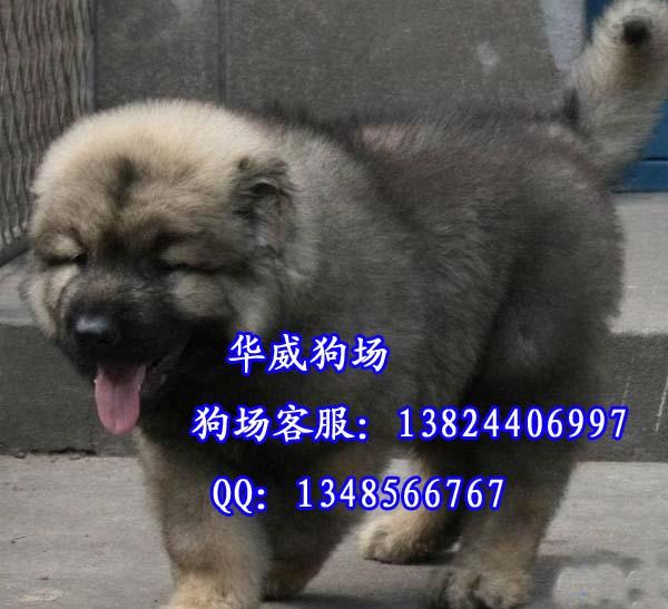 高加索犬价格多少图片